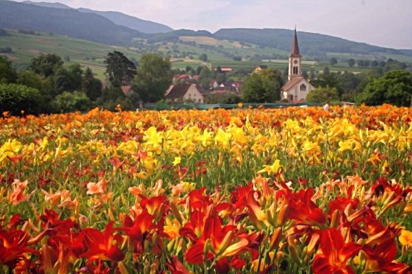 Taglilienblüte Taglilienblüte