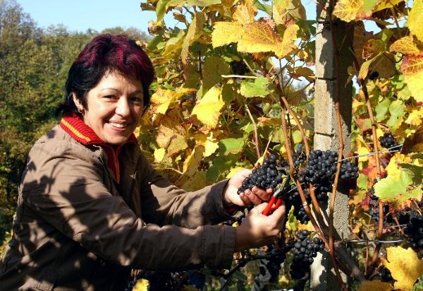 Weinlese in Waldulm
Alle Bilder: Dieter Simon und PR Weinlese in Waldulm
Alle Bilder: Dieter Simon und PR