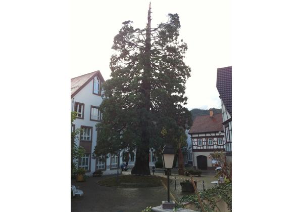 Zerstörter Mammutbaum