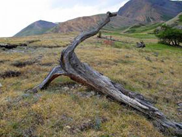 Dank alter Bäume im Altai-Gebirge konnten die Forscher die Sommertemperaturen der vergangenen 2.000 Jahre rekonstruieren. 
Foto: Vladimir S. Myglan