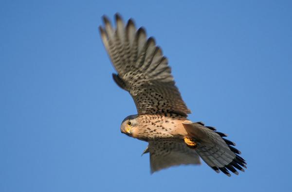 24. Juni: Exkursion zu den Vögeln des Frühsommers am Feldberg - Haus der Natur lädt zu vogelkundlicher Morgenwanderung ein
Turmfalke im Rüttelflug
Foto: S. Schröder-Esch 24. Juni: Exkursion zu den Vögeln des Frühsommers am Feldberg - Haus der Natur lädt zu vogelkundlicher Morgenwanderung ein
Turmfalke im Rüttelflug
Foto: S. Schröder-Esch