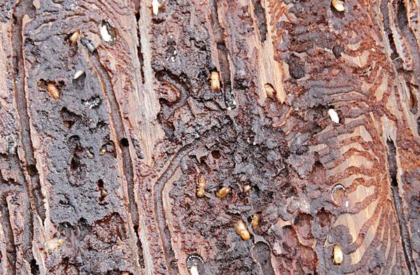 Von Borkenkäfern befallenes Holz © FVA Abt. Waldschutz