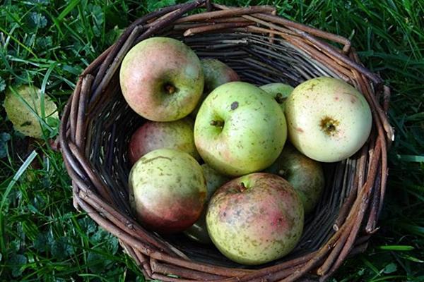 Ein Korb voller Palmäpfel, gesammelt auf dem Tüllinger Berg.
Foto: Landratsamt Lörrach Ein Korb voller Palmäpfel, gesammelt auf dem Tüllinger Berg.
Foto: Landratsamt Lörrach