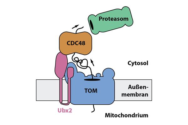 Im Zusammenspiel entfernen die Proteine Ubx2 und Cdc48 steckengebliebene Vorstufenproteinen aus der Eintrittspforte der Mitochondrien, dem TOM-Komplex, und führen diese dem Abbau durch das Proteasom zu. 

Grafik: Christoph Mårtensson 