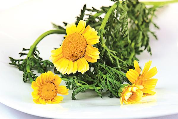Chrysanthemen als genussvoller Gaumenschmaus und Cocktail Chrysanthemen als genussvoller Gaumenschmaus und Cocktail