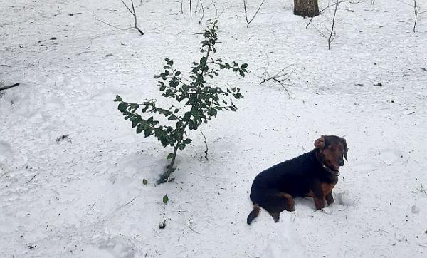 Hollywood in Heuweiler: Schwarzwälder Palmenwälder mit Mittelmeer-Feeling - Förster des Forstbezirks Hochschwarzwald erhöhten mit behutsamer Waldwirtschaft Vorkommen der Stechpalme kontinuierlich.
Stechpalme im Tiefschnee auf 1.100 Meter über Normalhöhennull in St. Wilhelm.
Foto: ForstBW, Forstbezirk Hochschwarzwald
Hollywood in Heuweiler: Schwarzwälder Palmenwälder mit Mittelmeer-Feeling - Förster des Forstbezirks Hochschwarzwald erhöhten mit behutsamer Waldwirtschaft Vorkommen der Stechpalme kontinuierlich.
Stechpalme im Tiefschnee auf 1.100 Meter über Normalhöhennull in St. Wilhelm.
Foto: ForstBW, Forstbezirk Hochschwarzwald