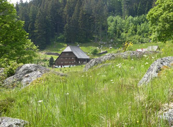 Das Regierungspräsidium sucht „Höfe für Biologische Vielfalt“. Eine naturschonende Bewirtschaftung wie um diesen Schwarzwaldhof am Rohrhardsberg (Schwarzwald-Baar-Kreis) ist ein wichtiges Kriterium im Wettbewerb. 

Foto: Claudia Leitz/ RPF