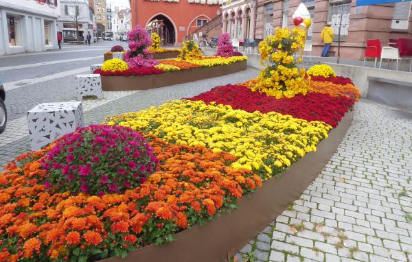Farbenfroher Chrysanthemen-Schmuck in Lahr.
Herbstzeit in der geschmückten Innenstadt.
Foto: Stadt Lahr Farbenfroher Chrysanthemen-Schmuck in Lahr.
Herbstzeit in der geschmückten Innenstadt.
Foto: Stadt Lahr