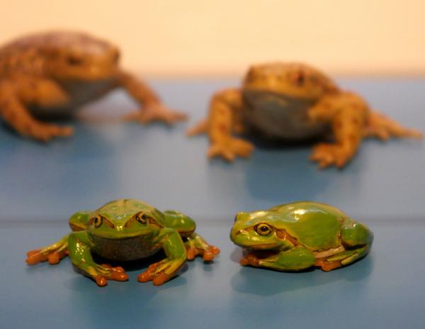 Küss mich,ich bin ein Frosch | Foto: T.Glatt Küss mich,ich bin ein Frosch | Foto: T.Glatt