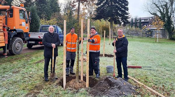 20. November: „Stadtbäume - Vielfalt in der Innenstadt von Emmendingen“ - Stadt lädt zu Aktionstag ein.
Oberbürgermeister Stefan Schlatterer (links), Siegmund Gehring (Abteilung Grün, rechts) und Mitarbeitende des Betriebshofs pflanzten am 10. November im Vollrath’schen Park weitere 16 Bäume (hier eine circa zehnjährige Traubeneiche).
Damit wurden im Vollrath’schen Park insgesamt 30 neue klimaresistente Bäume gesetzt.
Foto: Stadt Emmendingen 20. November: „Stadtbäume - Vielfalt in der Innenstadt von Emmendingen“ - Stadt lädt zu Aktionstag ein.
Oberbürgermeister Stefan Schlatterer (links), Siegmund Gehring (Abteilung Grün, rechts) und Mitarbeitende des Betriebshofs pflanzten am 10. November im Vollrath’schen Park weitere 16 Bäume (hier eine circa zehnjährige Traubeneiche).
Damit wurden im Vollrath’schen Park insgesamt 30 neue klimaresistente Bäume gesetzt.
Foto: Stadt Emmendingen
