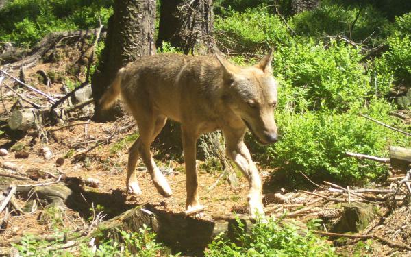 Wolfsnachweis in Wieden: Land und Landkreis Lörrach unterstützen Tierhalter beim Herdenschutz.
Ein Wolf im Schwarzwald, fotografiert durch eine Fotofalle.
Foto: Landratsamt Lörrach - FVA-Wildtierinstitut Wolfsnachweis in Wieden: Land und Landkreis Lörrach unterstützen Tierhalter beim Herdenschutz.
Ein Wolf im Schwarzwald, fotografiert durch eine Fotofalle.
Foto: Landratsamt Lörrach - FVA-Wildtierinstitut
