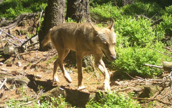 Wolfsnachweis in Wieden: Land und Landkreis Lörrach unterstützen Tierhalter beim Herdenschutz.
Ein Wolf im Schwarzwald, fotografiert durch eine Fotofalle.

Foto: Landratsamt Lörrach - FVA-Wildtierinstitut