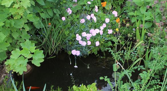 Die Fotos entstanden bei der Eröffnung der Aktion „Tag der offenen Gartentür“ am Dienstag, 17. Mai 2022 im Garten von Rita Dauenhauer in Simonswald.
Bild: Landratsamt Emmendingen – Ulrich Spitzmüller Die Fotos entstanden bei der Eröffnung der Aktion „Tag der offenen Gartentür“ am Dienstag, 17. Mai 2022 im Garten von Rita Dauenhauer in Simonswald.
Bild: Landratsamt Emmendingen – Ulrich Spitzmüller