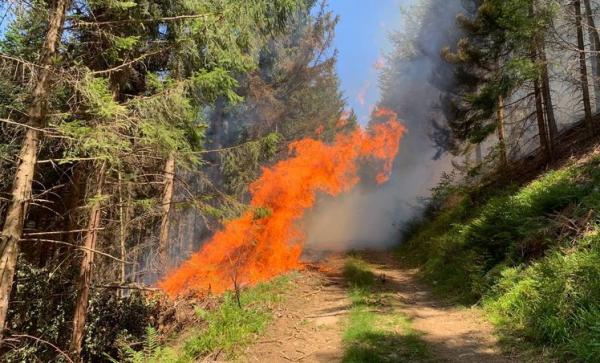 Bild: Feuerwehr Waldkirch Bild: Feuerwehr Waldkirch