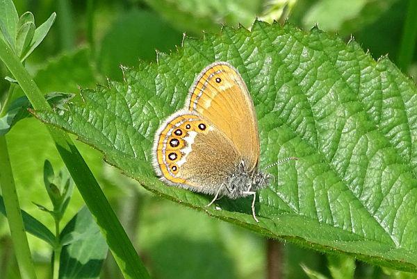 Schmetterlinge im Bauch: Der Mittelwald lässt Insektenherzen höherschlagen.
Wald-Wiesenvögelchen (Bild).
Foto: Forstliche Versuchs- und Forschungsanstalt Baden-Württemberg - Dalüge Schmetterlinge im Bauch: Der Mittelwald lässt Insektenherzen höherschlagen.
Wald-Wiesenvögelchen (Bild).
Foto: Forstliche Versuchs- und Forschungsanstalt Baden-Württemberg - Dalüge