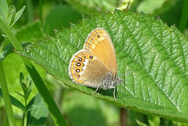 Schmetterlinge im Bauch: Der Mittelwald lässt Insektenherzen höherschlagen.
Wald-Wiesenvögelchen (Bild).

Foto: Forstliche Versuchs- und Forschungsanstalt Baden-Württemberg - Dalüge