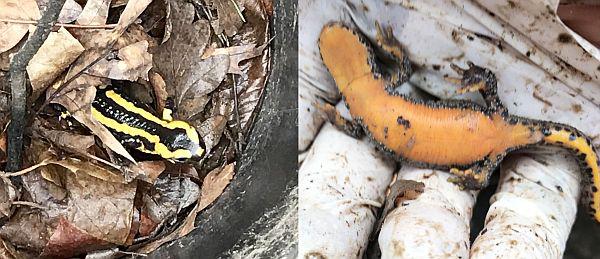 Hilfe für Amphibien in Lahr.
Amphibien brauchen die Hilfe von Ehrenamtlichen, um an ihre Laichgewässer zu gelangen.
Foto: Stadt Lahr Hilfe für Amphibien in Lahr.
Amphibien brauchen die Hilfe von Ehrenamtlichen, um an ihre Laichgewässer zu gelangen.
Foto: Stadt Lahr