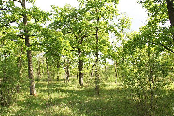 Regierungspräsidium Freiburg plant Ausweisung des neuen Naturschutzgebiets „Trockenaue Neuenburg“.
Naturschutzfachlich wertvolle Eichenwälder sind charakteristisch für das geplante Naturschutzgebiet „Trockenaue Neuenburg“.
Foto: Regierungspräsidium Freiburg Regierungspräsidium Freiburg plant Ausweisung des neuen Naturschutzgebiets „Trockenaue Neuenburg“.
Naturschutzfachlich wertvolle Eichenwälder sind charakteristisch für das geplante Naturschutzgebiet „Trockenaue Neuenburg“.
Foto: Regierungspräsidium Freiburg