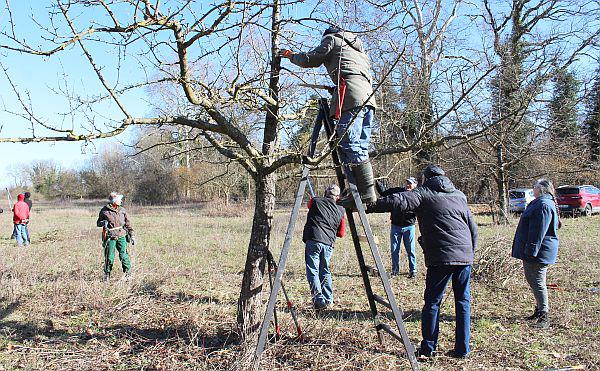 100 Deutsche und Franzosen pflegten Obstbäume in Rheinnähe zwischen Mackenheim und Markolsheim.
100 deutsche und französische Bürger nahmen am grenzüberschreitenden Obstbaumschnitt teil.
Foto: Landratsamt Emmendingen 100 Deutsche und Franzosen pflegten Obstbäume in Rheinnähe zwischen Mackenheim und Markolsheim.
100 deutsche und französische Bürger nahmen am grenzüberschreitenden Obstbaumschnitt teil.
Foto: Landratsamt Emmendingen