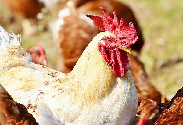 Landratsamt Emmendingen: Veterinäramt verlängert Allgemeinverfügung zum Schutz vor Vogelpest.
Foto: Landratsamt Emmendingen Landratsamt Emmendingen: Veterinäramt verlängert Allgemeinverfügung zum Schutz vor Vogelpest.
Foto: Landratsamt Emmendingen