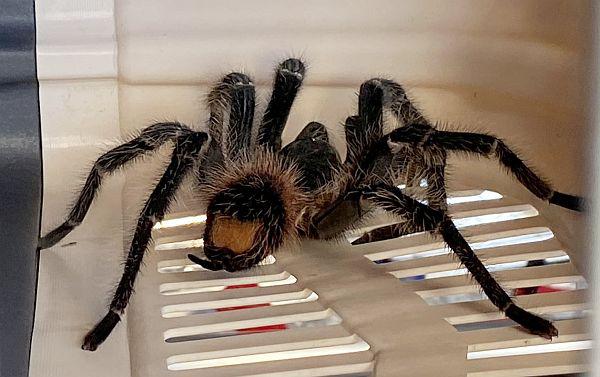 Freilaufende Vogelspinne in Emmendingen eingefangen.
Foto: Feuerwehr Emmendingen Freilaufende Vogelspinne in Emmendingen eingefangen.
Foto: Feuerwehr Emmendingen