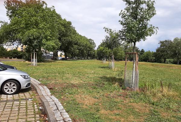 Die Stämme der Jungbäume werden durch ein Gitter geschützt.
Foto: Stadt Offenburg Die Stämme der Jungbäume werden durch ein Gitter geschützt.
Foto: Stadt Offenburg