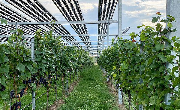 Landwirtschaft trifft Solarenergie - Regierungspräsidium Freiburg informierte über Agri-Photovoltaik.
Unten Reben, oben Solarenergie: Agri-PV-Anlage in Ihringen am Kaiserstuhl.
Foto: Regierungspräsidium Freiburg Landwirtschaft trifft Solarenergie - Regierungspräsidium Freiburg informierte über Agri-Photovoltaik.
Unten Reben, oben Solarenergie: Agri-PV-Anlage in Ihringen am Kaiserstuhl.
Foto: Regierungspräsidium Freiburg