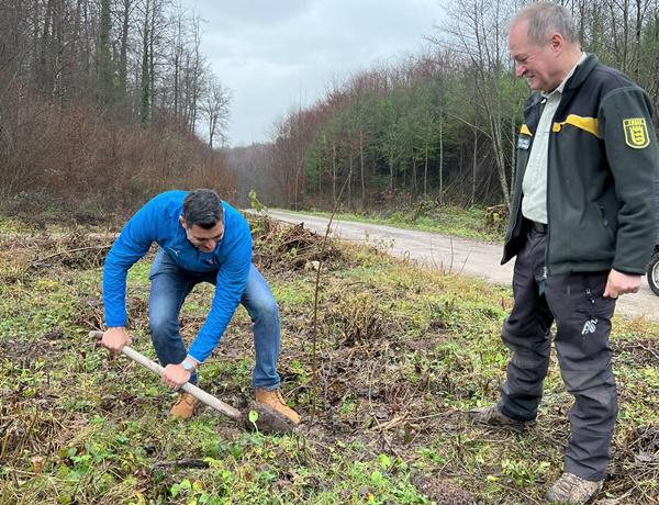 Omar El Beeh, Direktor der BBBank-Filiale Lörrach, pflanzt unter fachlicher Begleitung durch Bernhard Schirmer, Leiter des Forstbezirks Kandern, einen Spitzahorn.
Foto: Michael Danz, BBBank Karlsruhe Omar El Beeh, Direktor der BBBank-Filiale Lörrach, pflanzt unter fachlicher Begleitung durch Bernhard Schirmer, Leiter des Forstbezirks Kandern, einen Spitzahorn.
Foto: Michael Danz, BBBank Karlsruhe