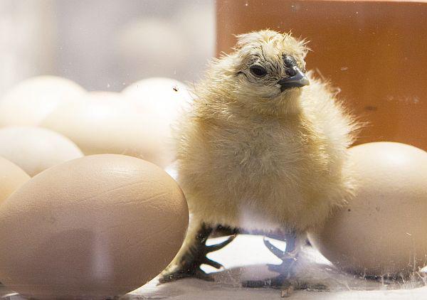 Ostereier-Suchen und vom Osterhasen eine Aufmerksamkeit für Kinder in Waldkirch.
An Ostern können Küken beim Schlüpfen beobachtet werden.
Foto: Schwarzwaldzoo Waldkirch Ostereier-Suchen und vom Osterhasen eine Aufmerksamkeit für Kinder in Waldkirch.
An Ostern können Küken beim Schlüpfen beobachtet werden.
Foto: Schwarzwaldzoo Waldkirch