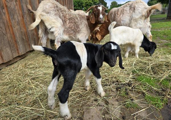 Tierischer Nachwuchs am Gifiz
Foto: TBO Tierischer Nachwuchs am Gifiz
Foto: TBO