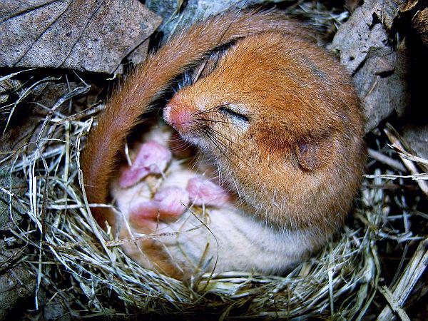 Naturschutzbund Deutschland Landesverband Baden-Württemberg: Bilch sucht Baumhöhle.
Eingerollte Haselmaus.
Foto: Naturschutzbund Deutschland Landesverband Baden-Württemberg e.V. - Dieter Bark Naturschutzbund Deutschland Landesverband Baden-Württemberg: Bilch sucht Baumhöhle.
Eingerollte Haselmaus.
Foto: Naturschutzbund Deutschland Landesverband Baden-Württemberg e.V. - Dieter Bark