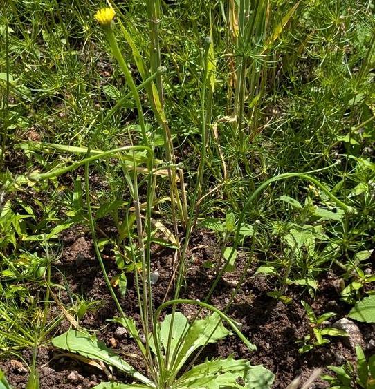 Fast verschollen geglaubte Pflanzenart wird im Landkreis Emmendingen wieder ausgebracht.
Der Lämmersalat (Arnoseris minima) mit seinem kleinen gelben Blütenköpfchen ist ein unscheinbares Pflänzchen. Es braucht ein sehr gut geschultes Auge, um es unter den vielen anderen Wildkräutern auf dem Acker zu entdecken. Fast verschollen geglaubte Pflanzenart wird im Landkreis Emmendingen wieder ausgebracht.
Der Lämmersalat (Arnoseris minima) mit seinem kleinen gelben Blütenköpfchen ist ein unscheinbares Pflänzchen. Es braucht ein sehr gut geschultes Auge, um es unter den vielen anderen Wildkräutern auf dem Acker zu entdecken.