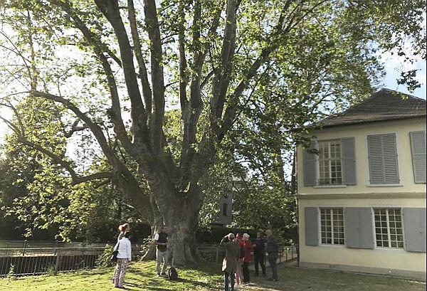 Veranstaltungen im Museum im Ritterhaus und im Salmen in Offenburg.
Offenburger Baumschätze.
Foto: Stadt Offenburg - Museum im Ritterhaus Veranstaltungen im Museum im Ritterhaus und im Salmen in Offenburg.
Offenburger Baumschätze.
Foto: Stadt Offenburg - Museum im Ritterhaus