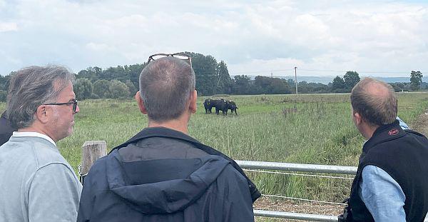 Wasserbüffel helfen dem Kiebitz.
Wasserbüffel pflegen den neuen Lebensraum für den Kiebitz: Regierungspräsident Carsten Gabbert (links) informierte sich über das Projekt in Riegel.
Foto: Regierungspräsidium Freiburg Wasserbüffel helfen dem Kiebitz.
Wasserbüffel pflegen den neuen Lebensraum für den Kiebitz: Regierungspräsident Carsten Gabbert (links) informierte sich über das Projekt in Riegel.
Foto: Regierungspräsidium Freiburg