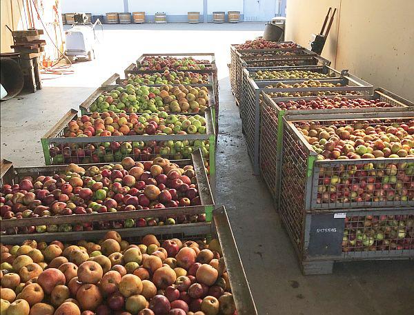 Große Nachfrage bei Apfel-Annahme im Bauhof in Ettenheim.
Foto: Stadt Ettenheim Große Nachfrage bei Apfel-Annahme im Bauhof in Ettenheim.
Foto: Stadt Ettenheim