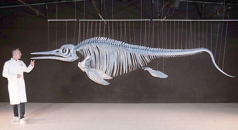 Ab 12. November 2024: Ichthyosaurier-Skelett im Museum Natur und Mensch in Freiburg.
Foto: Stadt Freiburg - Elles Magermas/dh fotografiert Ab 12. November 2024: Ichthyosaurier-Skelett im Museum Natur und Mensch in Freiburg.
Foto: Stadt Freiburg - Elles Magermas/dh fotografiert