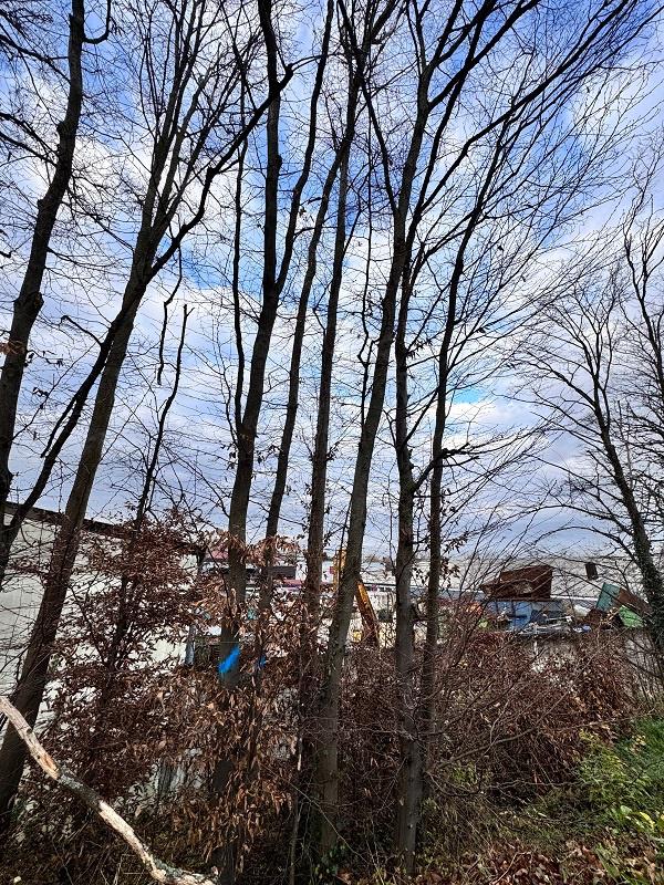Damit ein Baum sich gut entwickeln kann, müssen andere dafür weichen.
Foto: Stadt Offenburg Damit ein Baum sich gut entwickeln kann, müssen andere dafür weichen.
Foto: Stadt Offenburg