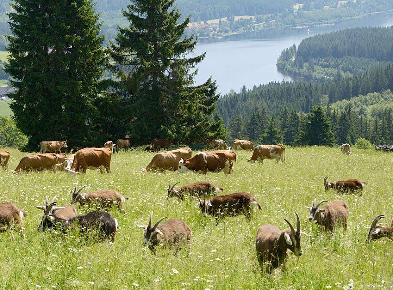 30. Januar 2025: "Wie funktioniert Herdenschutz in anderen Regionen? Ein Blick über den Schwarzwald hinaus" in Schluchsee.
Herdenschutz ist insbesondere an den Steilhängen im Südschwarzwald eine große Herausforderung.
Foto: Regierungspräsidium Freiburg - Thomas Stephan 30. Januar 2025: "Wie funktioniert Herdenschutz in anderen Regionen? Ein Blick über den Schwarzwald hinaus" in Schluchsee.
Herdenschutz ist insbesondere an den Steilhängen im Südschwarzwald eine große Herausforderung.
Foto: Regierungspräsidium Freiburg - Thomas Stephan