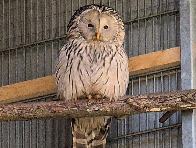 18. bis 21. April 2025: Oster-Aktionen im Schwarzwaldzoo in Waldkirch.
In einer großen Voliere im Wald können Habichtskäuze besichtigt werden.
Foto: Schwarzwaldzoo Waldkirch 18. bis 21. April 2025: Oster-Aktionen im Schwarzwaldzoo in Waldkirch.
In einer großen Voliere im Wald können Habichtskäuze besichtigt werden.
Foto: Schwarzwaldzoo Waldkirch