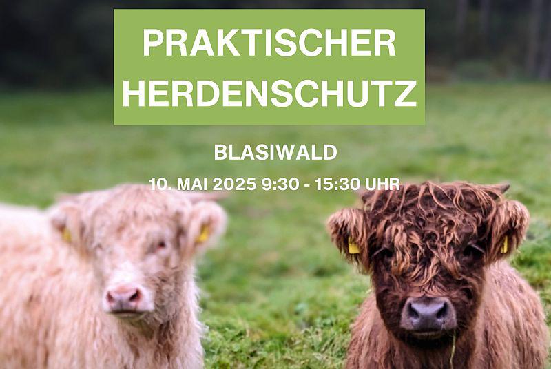 10. Mai 2025: „Herdenschutz ganz praktisch - Zaunbau im Wolfsrevier in Blasiwald“.
Foto: Naturpark Südschwarzwald e.V. - Sharepic 10. Mai 2025: „Herdenschutz ganz praktisch - Zaunbau im Wolfsrevier in Blasiwald“.
Foto: Naturpark Südschwarzwald e.V. - Sharepic