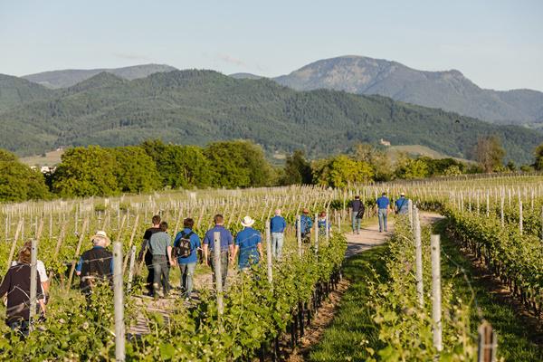 Kulinarische Weinwanderung Kulinarische Weinwanderung