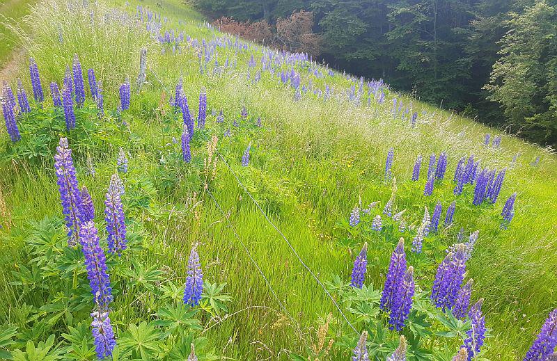 24. Mai 2025: Arbeitseinsatz gegen invasive Lupinen in Neuenweg im Kleinen Wiesental.
Lupinen auf einem Weidfeld im Südschwarzwald.
Foto: Landratsamt Lörrach - LEV/Tilman Baum 24. Mai 2025: Arbeitseinsatz gegen invasive Lupinen in Neuenweg im Kleinen Wiesental.
Lupinen auf einem Weidfeld im Südschwarzwald.
Foto: Landratsamt Lörrach - LEV/Tilman Baum