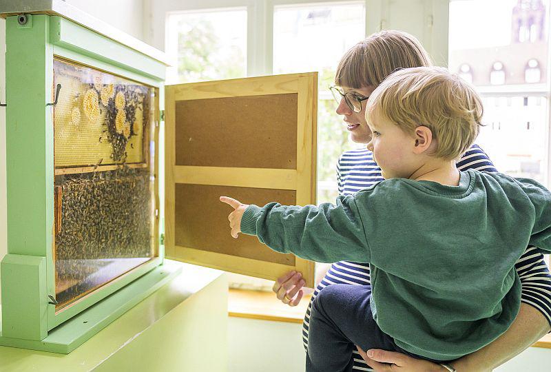18. Mai 2025: Die Museen Freiburg mit Freude entdecken.
Bienenschaukasten im Museum Natur und Mensch.
Foto: Stadt Freiburg - Marc Doradzillo 18. Mai 2025: Die Museen Freiburg mit Freude entdecken.
Bienenschaukasten im Museum Natur und Mensch.
Foto: Stadt Freiburg - Marc Doradzillo