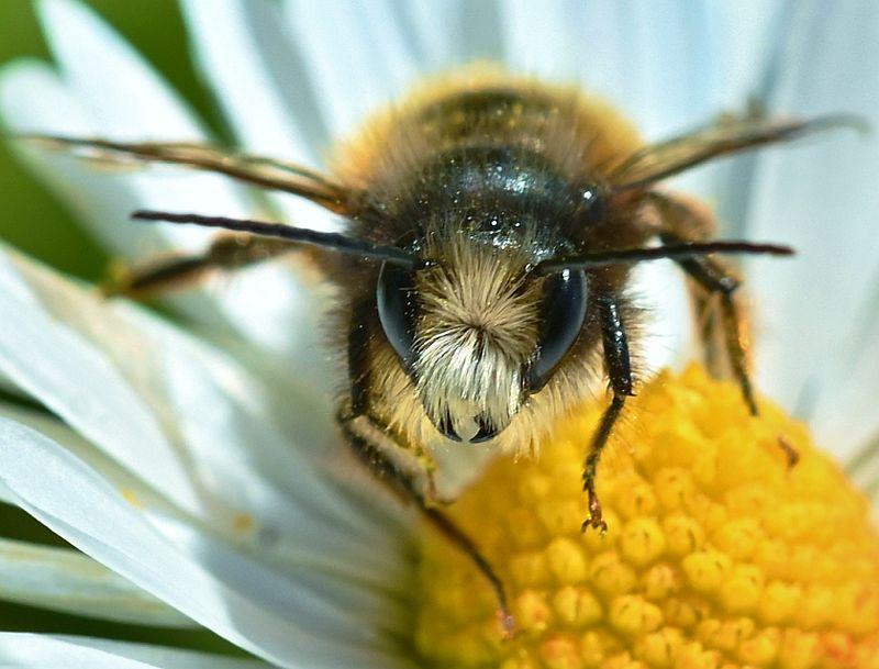 NABU zum Weltbienentag (20.05.2025): Bienensterben im Land stoppen.
Mauerbiene Männchen.
Foto: NABU Baden-Württemberg - Peter Brixius
NABU zum Weltbienentag (20.05.2025): Bienensterben im Land stoppen.
Mauerbiene Männchen.
Foto: NABU Baden-Württemberg - Peter Brixius